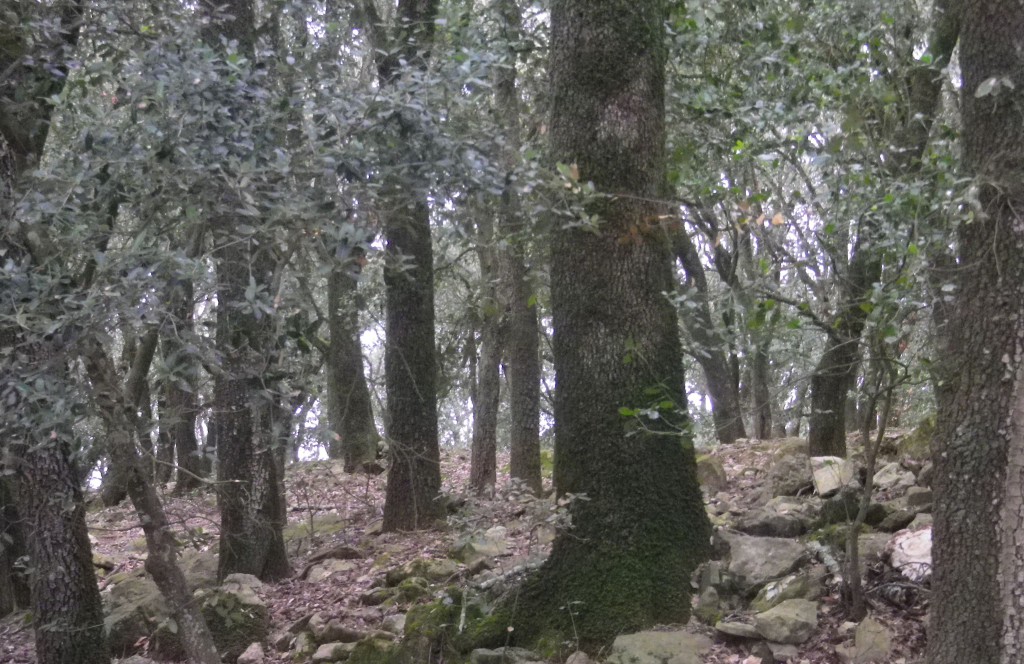 El bosc tancat contrasta amb les cingleres.
